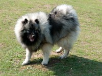 DSC04031  Ade, Keeshond : Keeshond