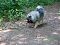 DSC04047  Ade, Keeshond : Keeshond