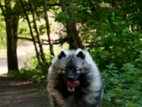 DSC04051  Ade, Keeshond : Keeshond