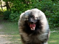 DSC04056  Ade, Keeshond : Keeshond