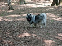 DSC04063  Ade, Keeshond : Keeshond