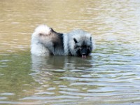 DSC04070  Ade, Keeshond : Keeshond