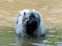 DSC04074  Ade, Keeshond : Keeshond