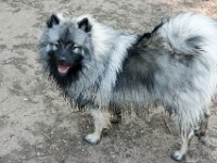 DSC04085  Ade, Keeshond : Keeshond