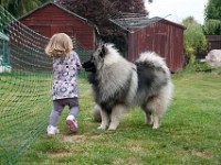 DSC04173  Ade, Keeshond : Keeshond