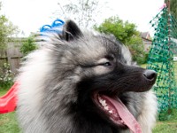 DSC04179  Ade, Keeshond : Keeshond