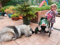 DSC04201  Ade, Keeshond : Keeshond