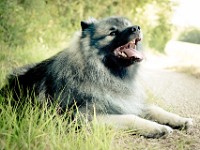 DSC06637  Ade, Keeshond : Keeshond