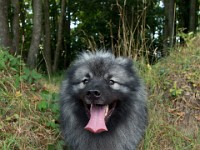 DSC06674  Ade, Keeshond : Keeshond