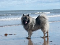 DSC06898  Ade, Keeshond : Keeshond