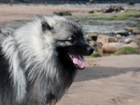 DSC06932  Ade, Keeshond : Keeshond