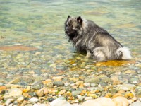 DSC06957  Ade, Keeshond : Keeshond