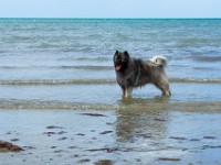 DSC06989  Ade, Keeshond : Keeshond