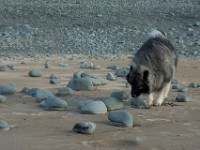 DSC07047  Ade, Keeshond : Keeshond