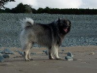 DSC07049  Ade, Keeshond : Keeshond