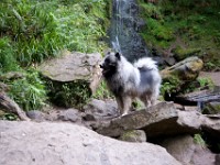 DSC07315  Ade, Keeshond : Keeshond