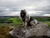 DSC07390  Ade, Keeshond : Keeshond