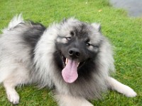DSC07490  Ade, Keeshond : Keeshond