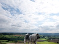 DSC07596  Ade, Keeshond : Keeshond