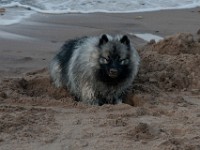 DSC07913  Ade, Keeshond : Keeshond