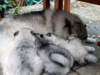 DSC09690  Ade, Keeshond : Keeshond