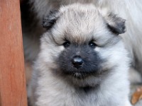 DSC09692  Ade, Keeshond : Keeshond