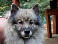 DSC09693  Ade, Keeshond : Keeshond