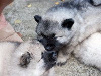 DSC09699  Ade, Keeshond : Keeshond