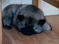 DSC09701  Ade, Keeshond : Keeshond