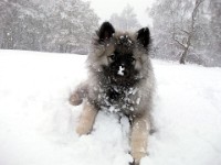 DSCF0690  Ade, Keeshond : Keeshond