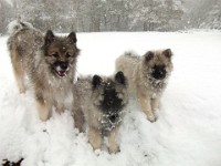 DSCF0699  Ade, Keeshond : Keeshond