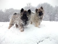DSCF0706  Ade, Keeshond : Keeshond