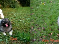 mum dad ade : Keeshond