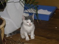 DSC03933