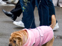 pride2008-09636