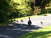 DSC03305  Duck crossing