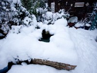 DSC00635  Snow, January 2009