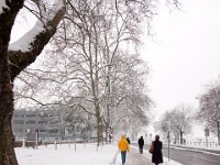 DSC00660  Snow, January 2009