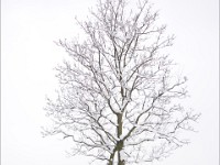 DSC00670  Snow, January 2009