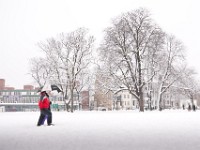 DSC00681  Snow, January 2009