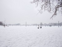 DSC00696  Snow, January 2009