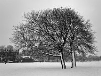 DSC00716  Snow, February 2009