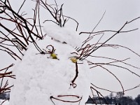DSC00724  Snow, February 2009