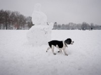 DSC00730  Snow, February 2009
