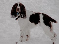 DSC00864  Snow, February 2009