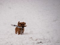 DSC00907  Snow, February 2009