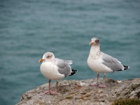 DSC05233 : Cornwall
