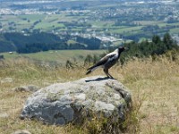 DSC03126  The Port Hills, Christchurch