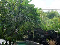 DSC03214  Bali