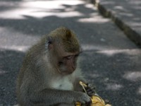 DSC03361  Bali
